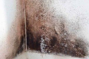 extreme amount of mold