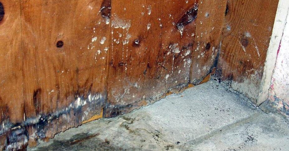 Moldy Basement: Identify, Treat, and Prevent Mold Growth
